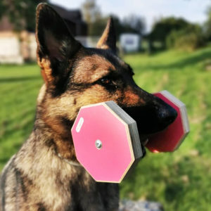 Träningsapport Bamse