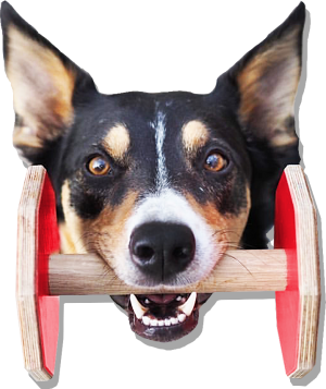 Hund med röd apport i munnen